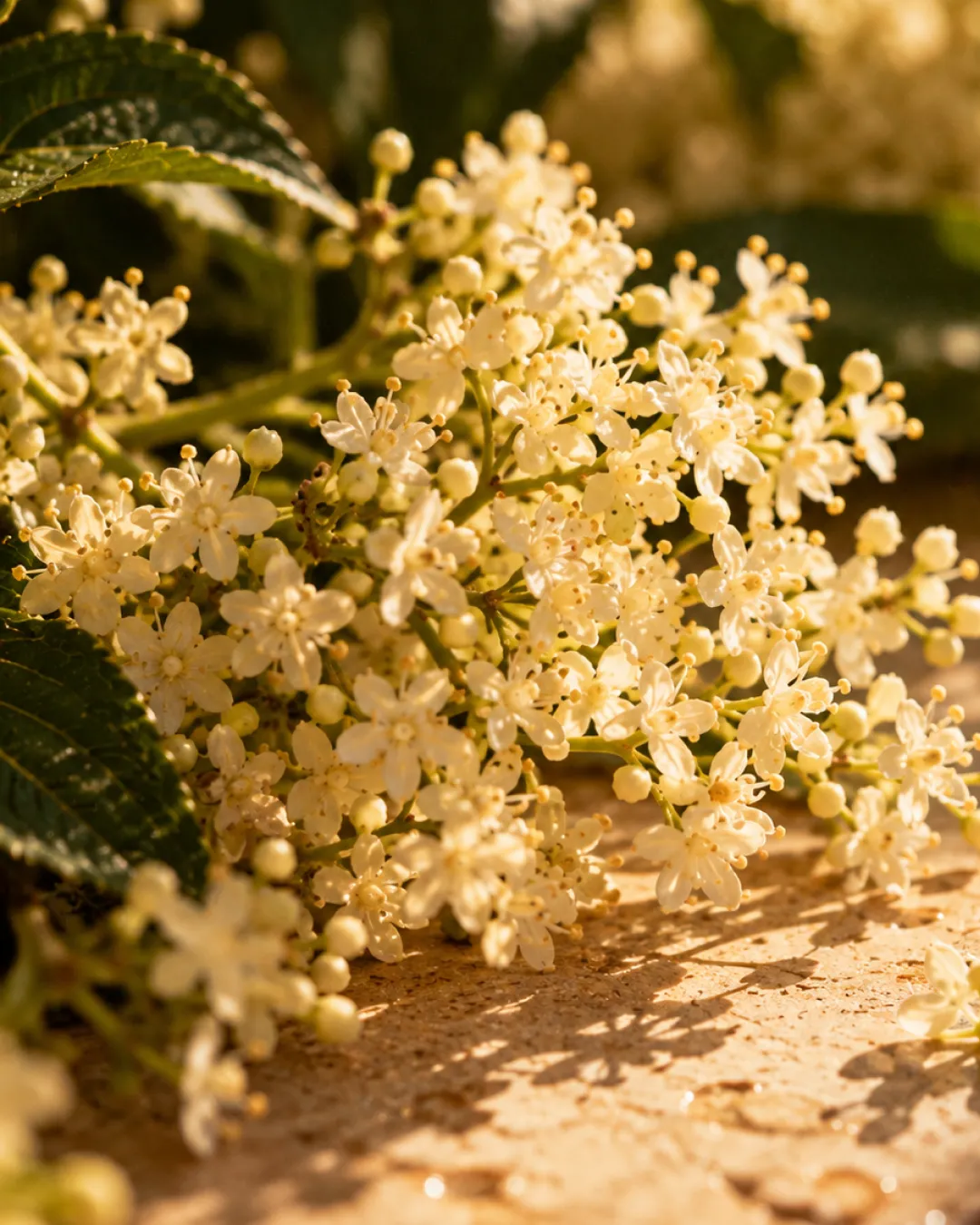 Cream elderflower blossoms and green leaves in golden sunlight on a stone surface